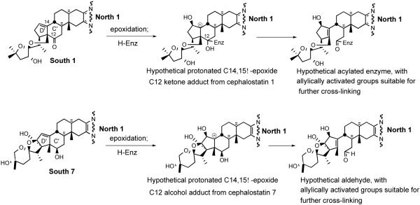 Scheme 1