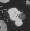 Figure 1a: