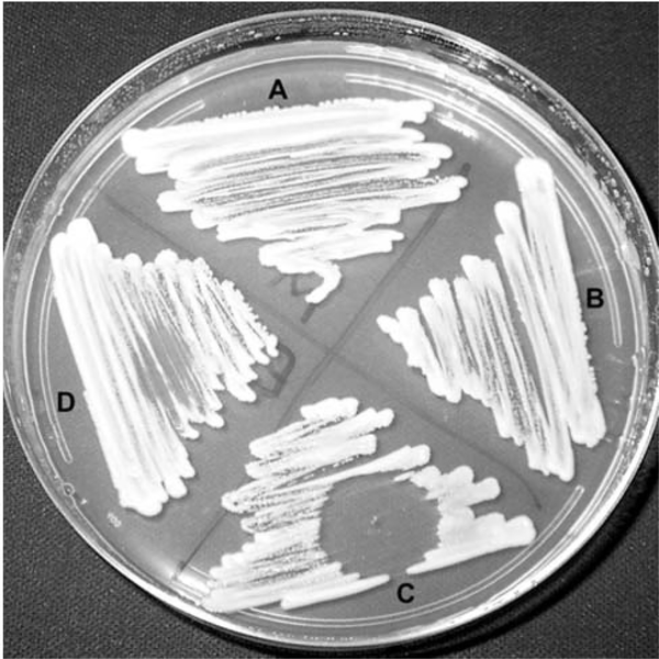 Figure 2: