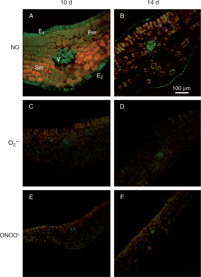 Fig. 9.