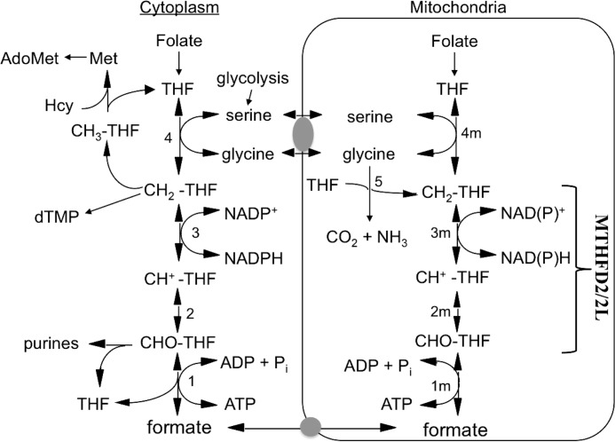 FIGURE 1.