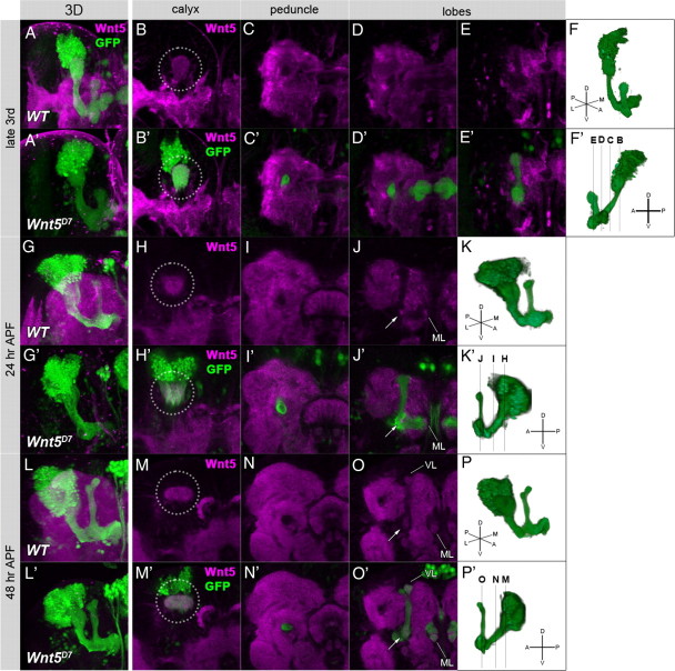 Figure 5.