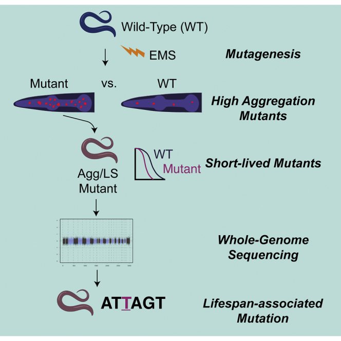 graphic file with name fx1.jpg