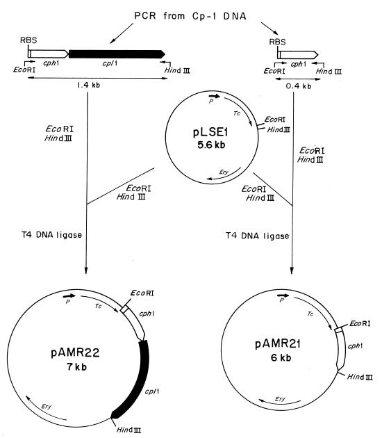 FIG. 5