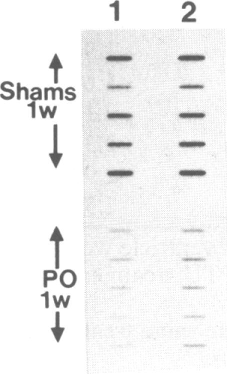 graphic file with name pnas00248-0457-c.jpg