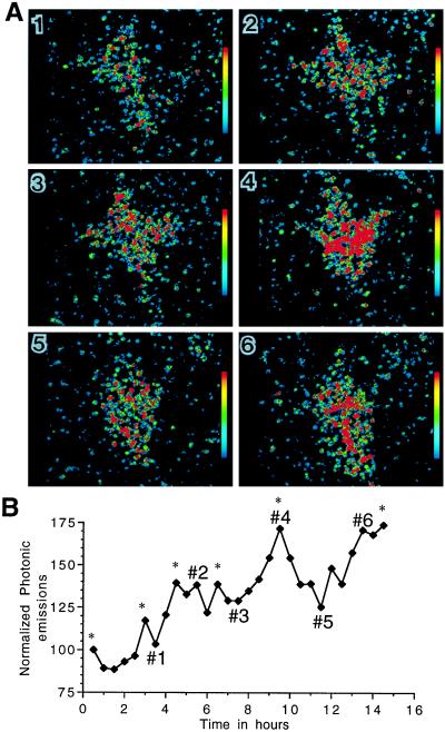 Figure 4