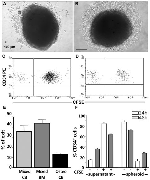 Osteoblasts And Bone Marrow Mesenchymal Stromal Cells Control 