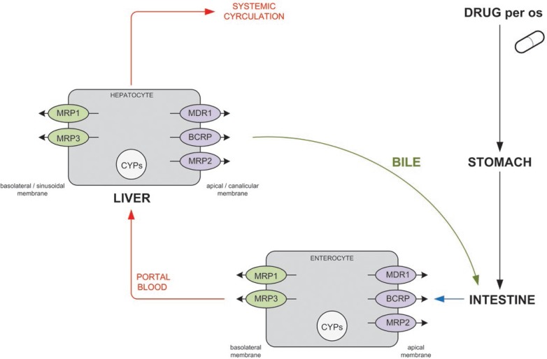 FIGURE 1.