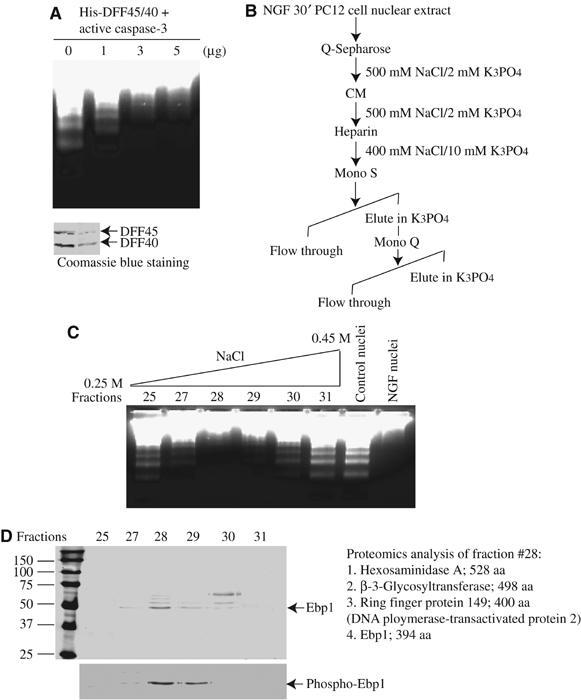 Nuclear Akt associates with PKC-phosphorylated Ebp1, preventing DNA ...