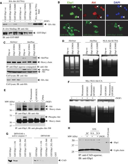 Nuclear Akt associates with PKC-phosphorylated Ebp1, preventing DNA ...