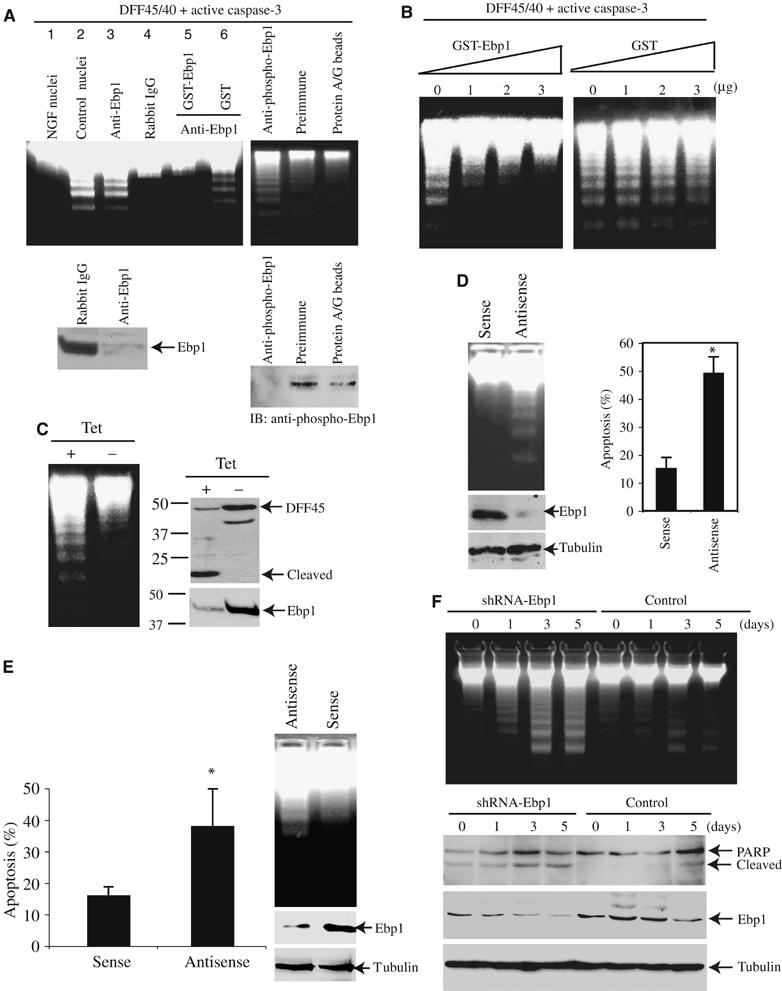 Nuclear Akt associates with PKC-phosphorylated Ebp1, preventing DNA ...