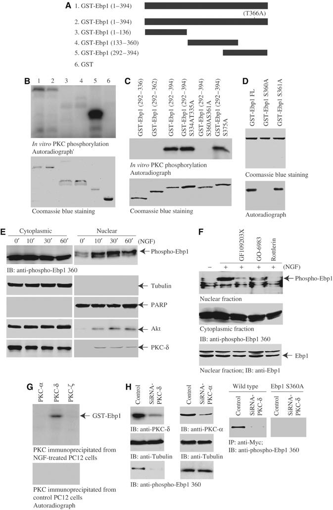 Nuclear Akt associates with PKC-phosphorylated Ebp1, preventing DNA ...