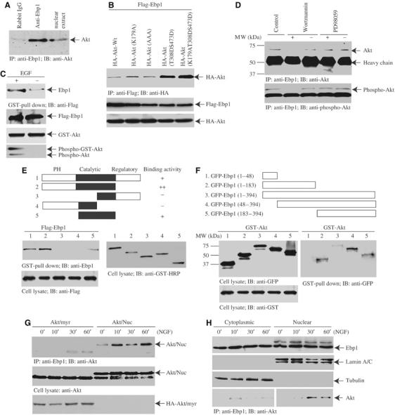 Nuclear Akt Associates With Pkc-phosphorylated Ebp1, Preventing Dna 