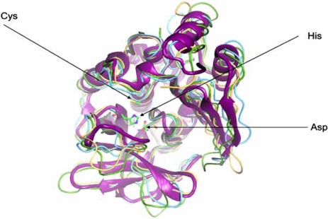 Fig. (3). Overlay of the crystal structures of NATs from bacteria.