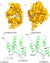 Fig. (5). Comparison of the interaction of CoA with NAT from <i>M. marinum</i> and human NAT2.