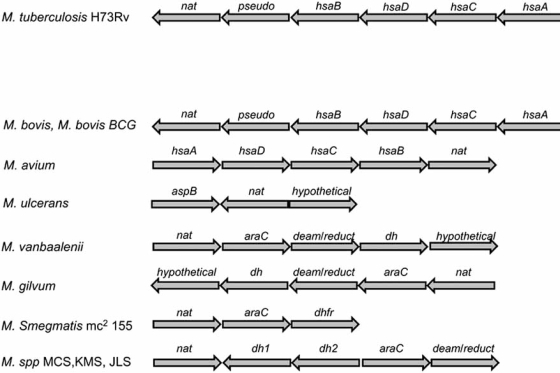 Fig. (2). Comparison of the operon organization of mycobacterial species.