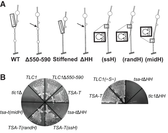 FIGURE 4.