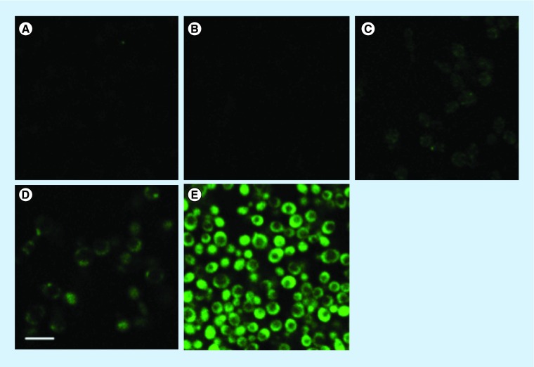 Figure 5. 