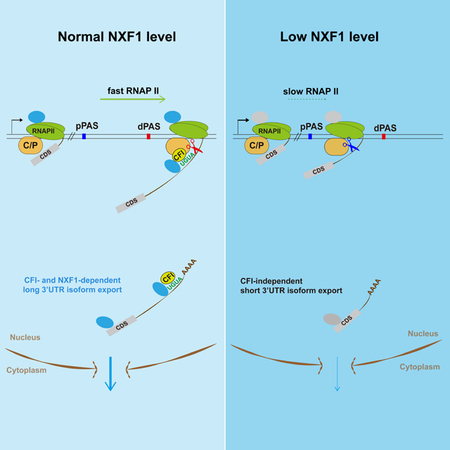 graphic file with name nihms-1519336-f0001.jpg