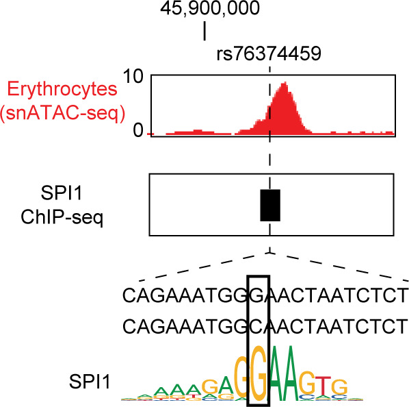 Figure 5—figure supplement 1.