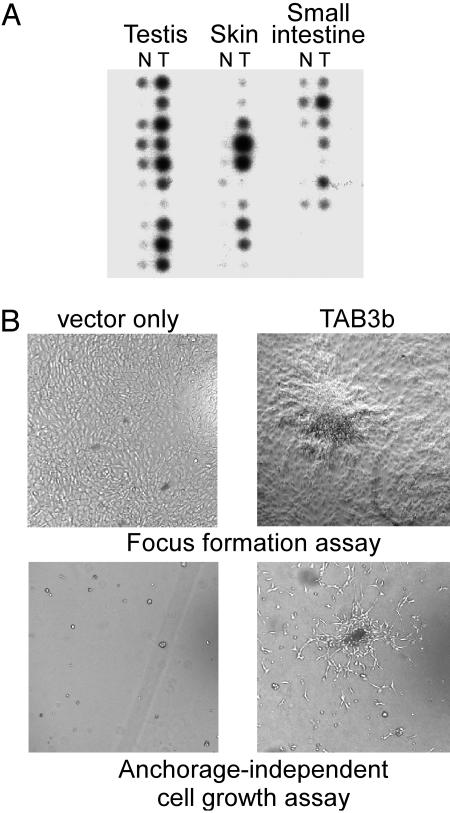 Fig. 9.