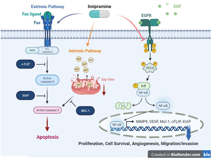 Graphical Abstract