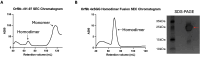 Figure 5—figure supplement 1.