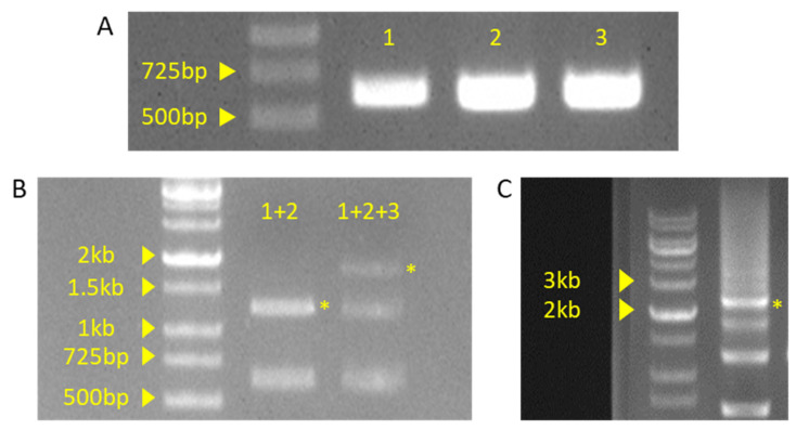 Figure 7