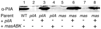 Figure 8