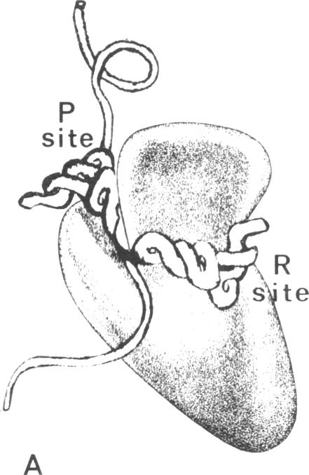 graphic file with name pnas00027-0147-a.jpg