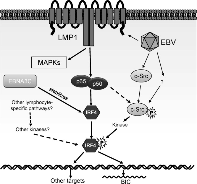 Fig 6