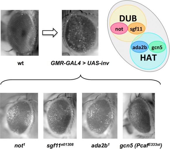 Figure 6.