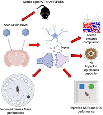 graphic file with name ACEL-24-e14493-g006.jpg