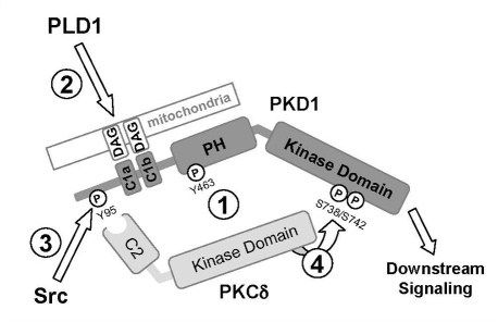 Fig. 12.