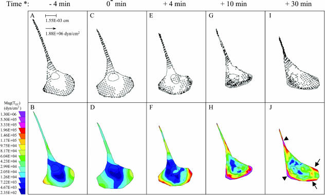 FIGURE 4