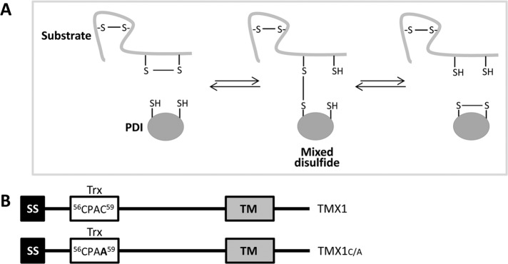 FIGURE 1: