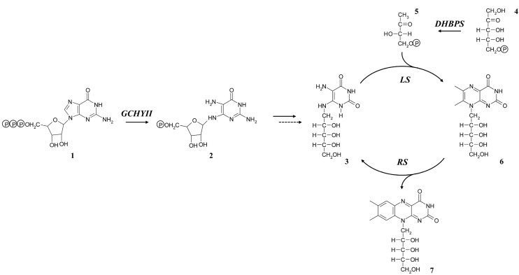 Scheme 1