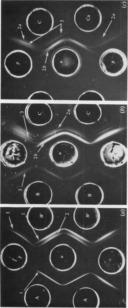 Plate 2