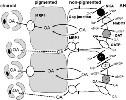 Fig. 8.