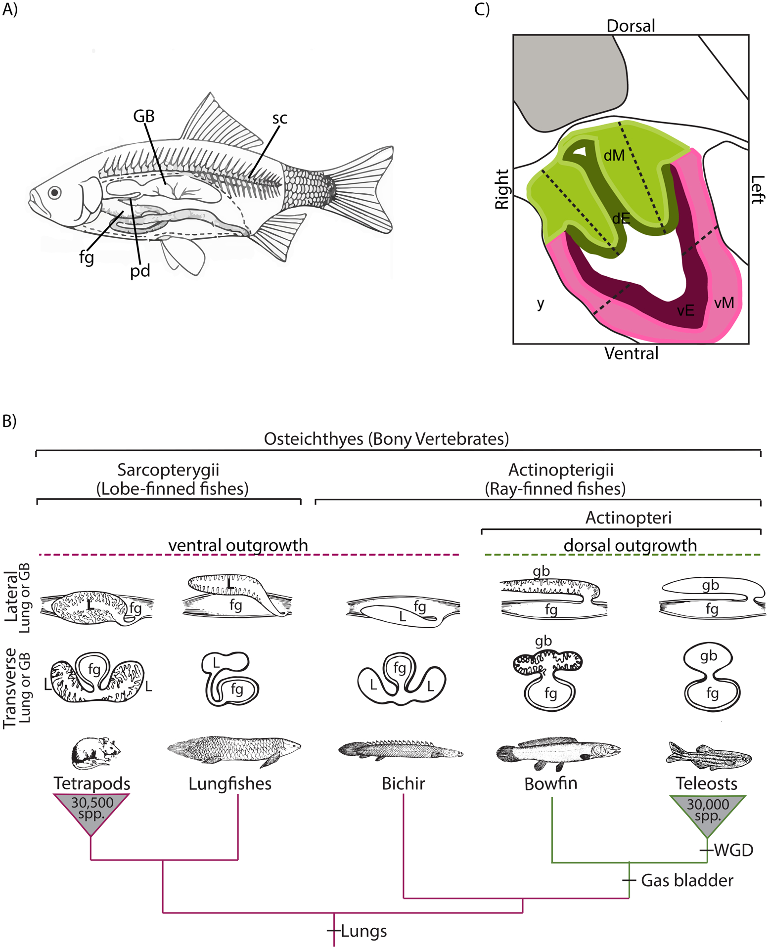 Figure 1: