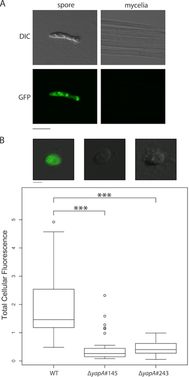 Fig 5