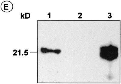 FIG. 5