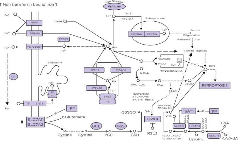 Therapeutic Potential Of Induced Iron Depletion Using Iron Chelators In 