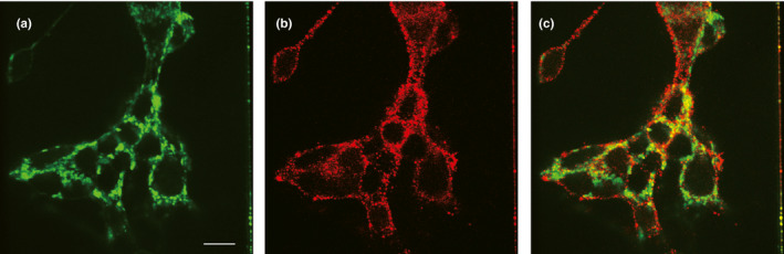 FIGURE 2