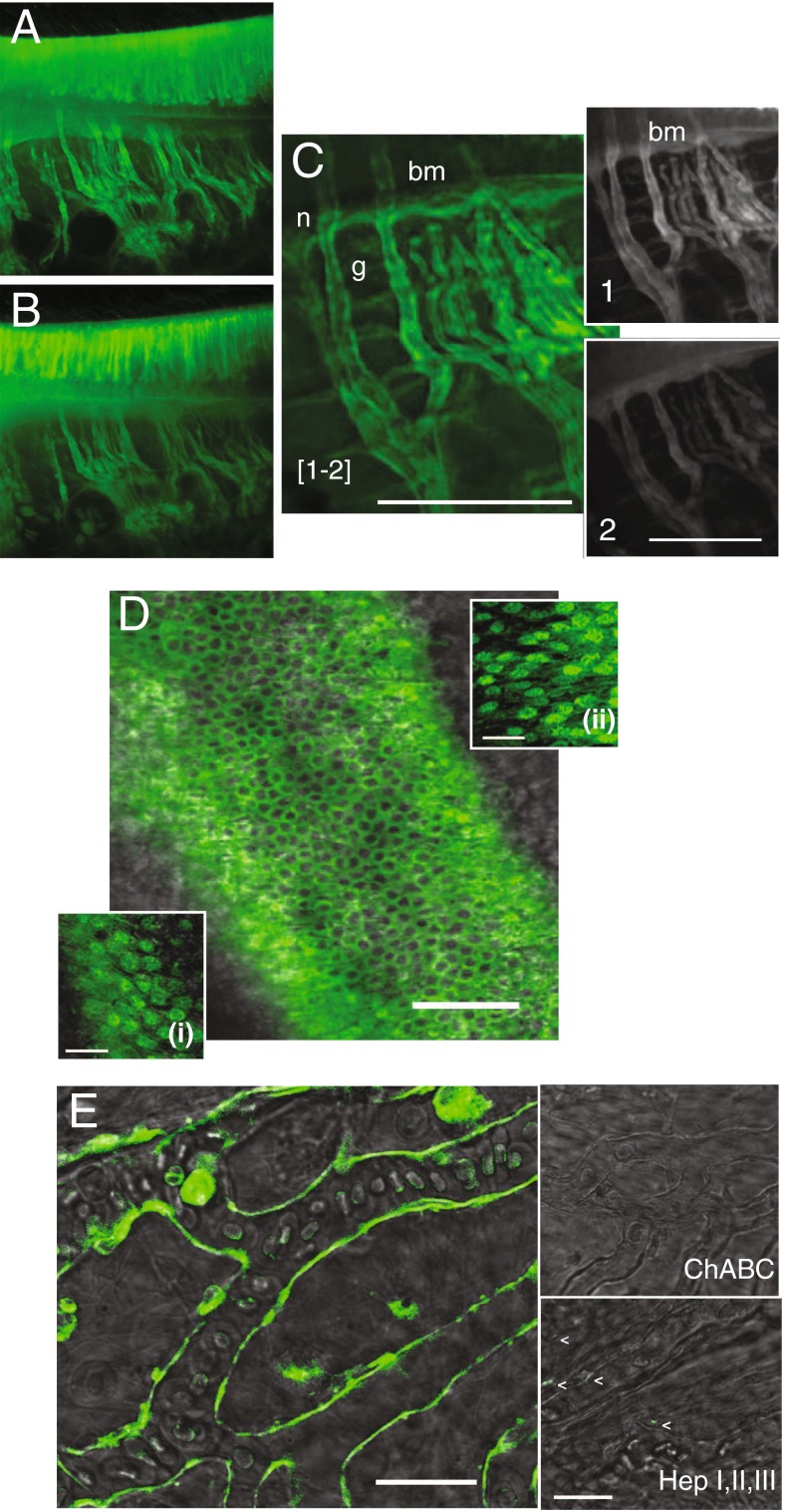 FIG. 7