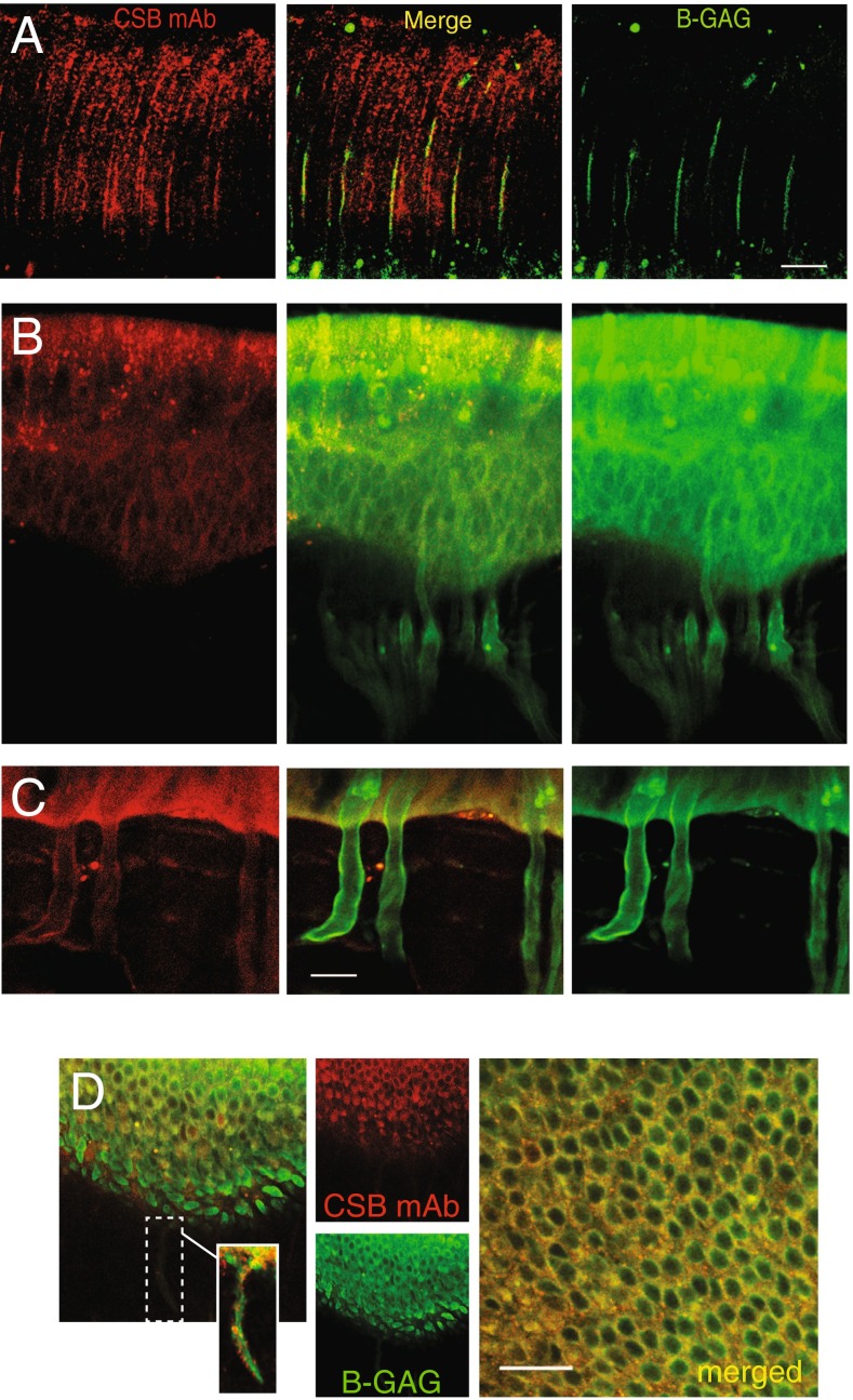 FIG. 6