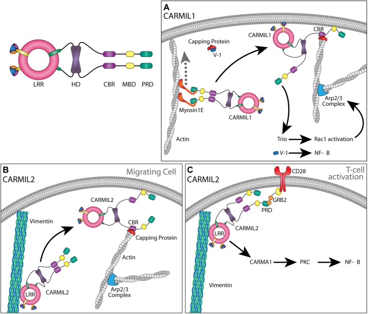 FIGURE 3: