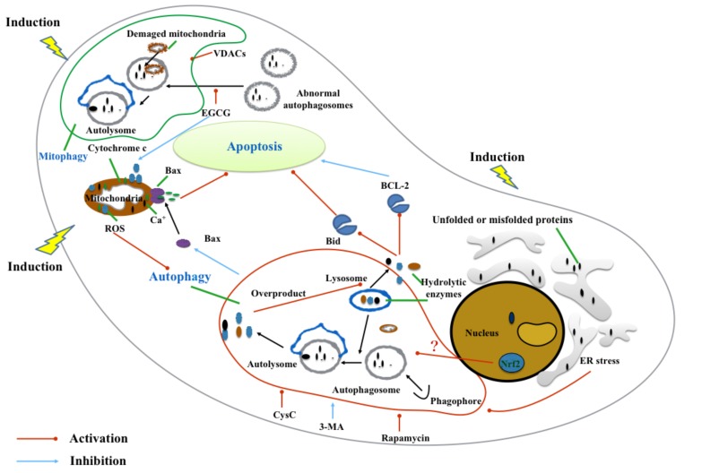 Fig. (4)