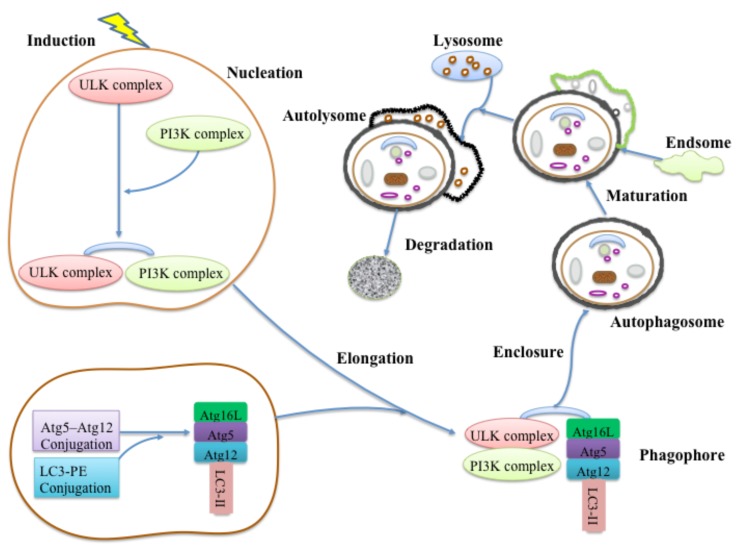 Fig. (1)