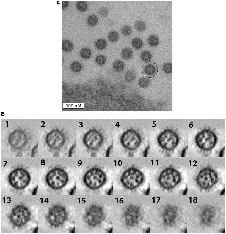 Figure 11.